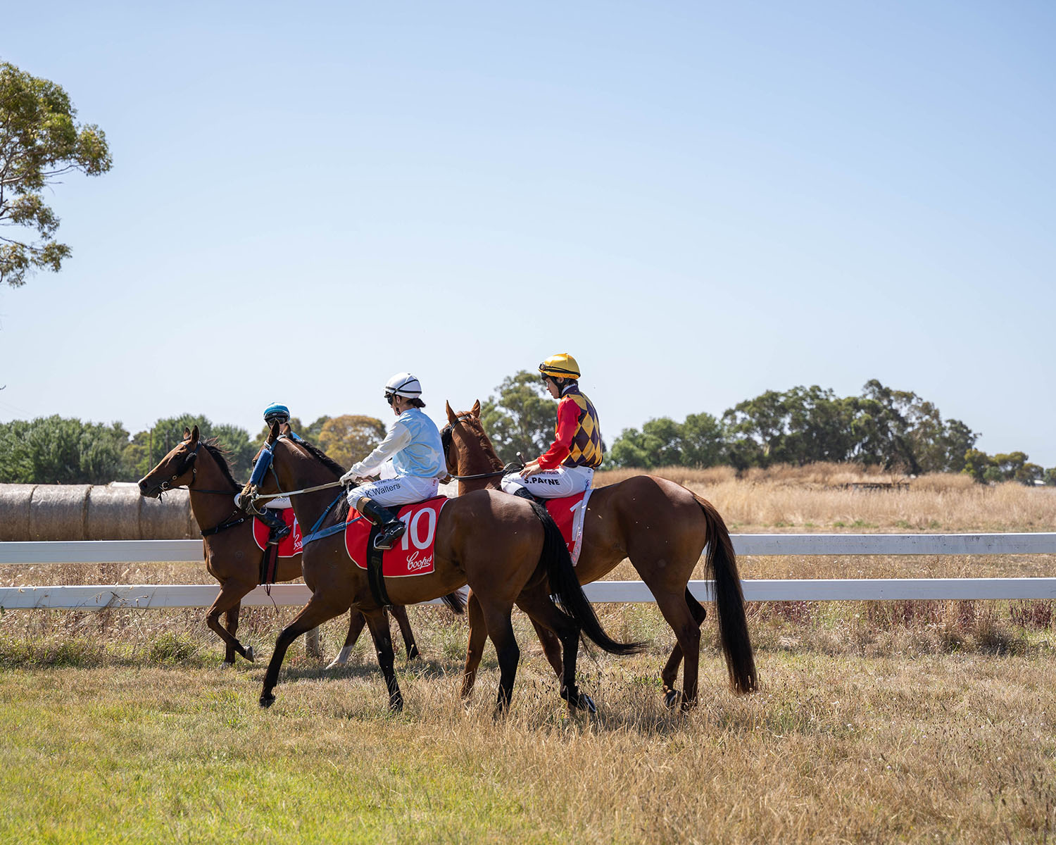 Rte Racing Naracoorte Racing Club - Naracoorte Racing Club